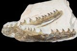 Associated Fossil Mosasaur (Tethysaurus) Jaws - Asfla, Morocco #180853-1